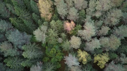 Aerial Top Down View of Green Pine and Spruce Conifer Treetops Forest in the Autumn. 4K Video