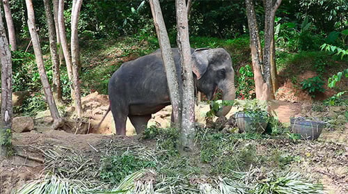 Majestic Elephant Feeding in Lush Tropical Habitat