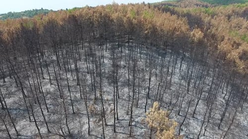 Des arbres séchés qui se sont transformés en cendres le lendemain de l'incendie de forêt