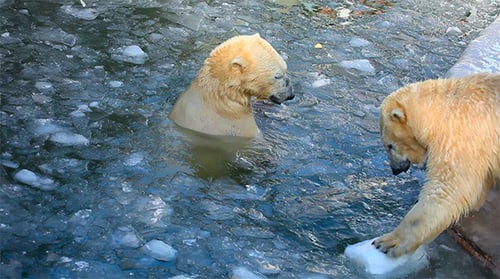 Polar Bears