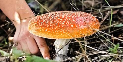 Girl Cuts Amanita 3