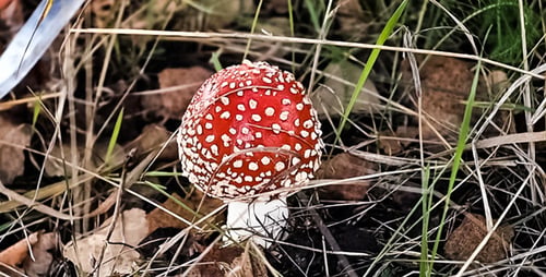 Girl Cuts Amanita 4