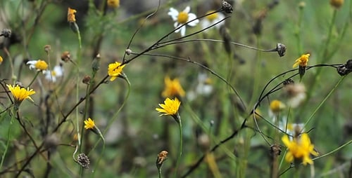 Wind Shakes Forest Flowers