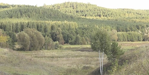 Birch Tree On Edge Of Ravine