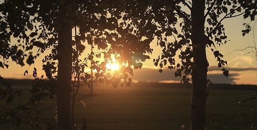 Golden Sunset Shining Through Trees in Rural Field
