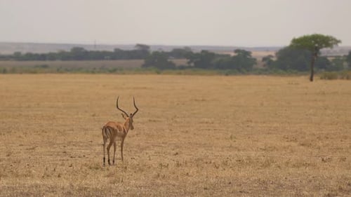 Male impala with twisty horns