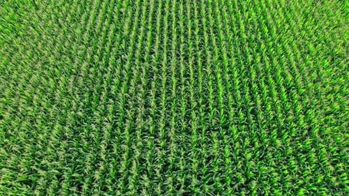 Aerial View of Plantation Green Corn Field