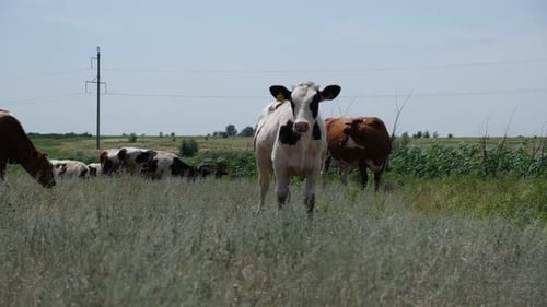 Cows Grazing in a Rural Field
