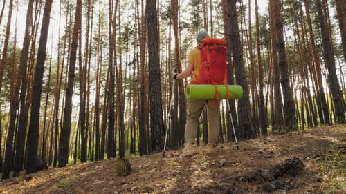 Back View of Woman Traveler with Backpack and Trekking Poles in Forest