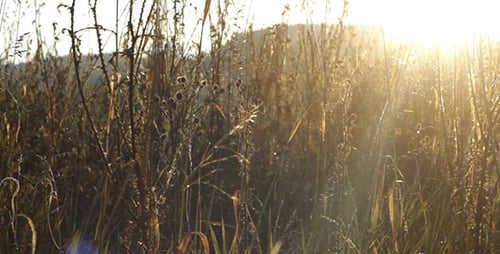 Sunlight Through Tall Grass in Rural Setting