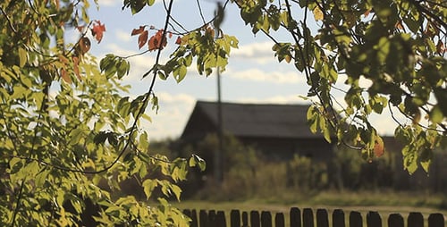 Green Leaves And Village House