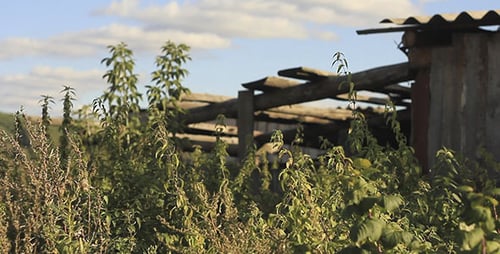 Green Leaves And Abandoned Wooden Country Building
