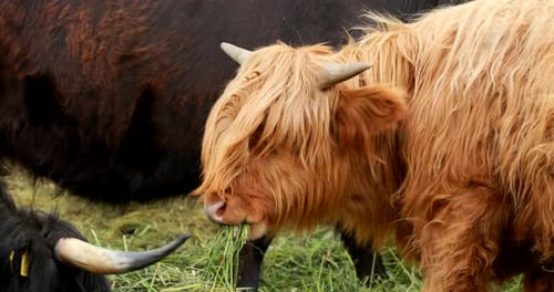 Highland Cattle Grazing Peacefully in Rural Pasture