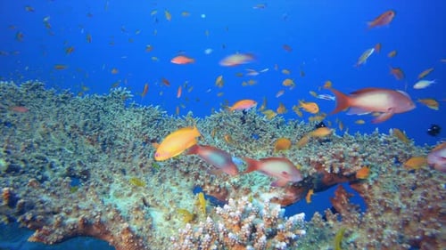 Vista submarina tropical