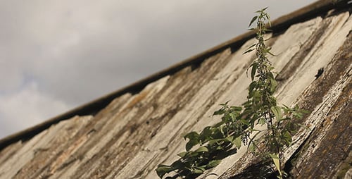 Wooden Roof And Green Grass In Countryside 2