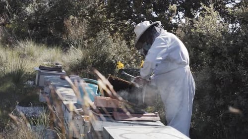Beekeeper tending hives outside in rural field