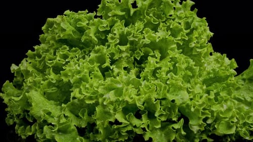 Lettuce Close Up
