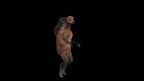 Brown Horse Dancing on Hind Legs 3D Animation Alpha Channel