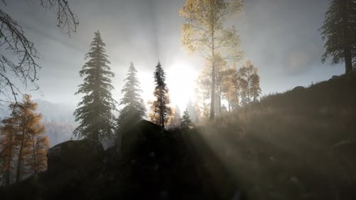 Sun Beams Through Trees