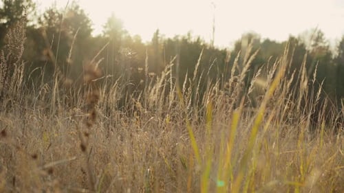 Young Ears of Wheat Swaying the Wind, Steppe on a Sunny Day in the Spring