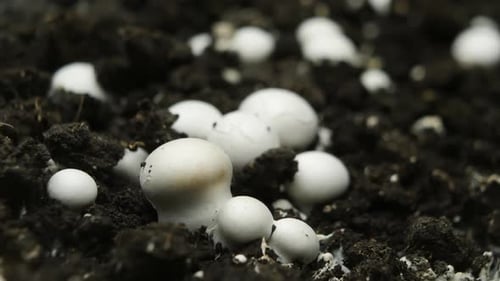 Mushrooms Growing in Time Lapse, Close Up View