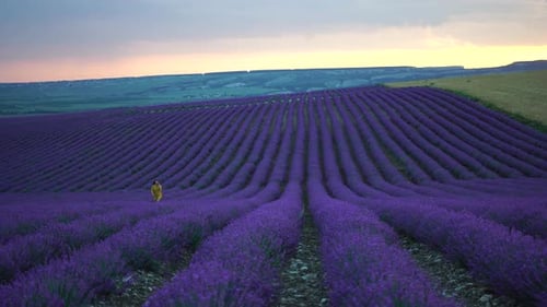 Lavender Flower Blooming Scented Fields in Endless Rows on Sunset