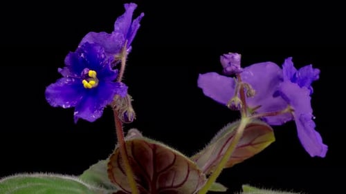 Time Lapse of Growing and Opening Purple Saintpaulia African Violet