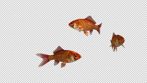 Three Red Goldfishes - Transparent Loop