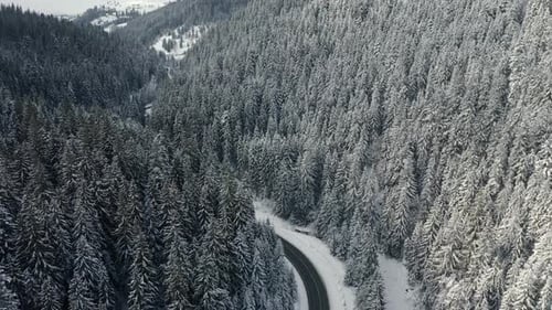Aerial View Forest Winter