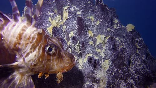 Lionfish and Black Sponge