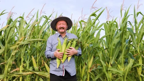 Front View of Old Farm Worker Looking at Camera Getting Out of the Corn While Hold Harvest Tightly
