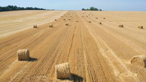 Round Hay Bales At The Field 2