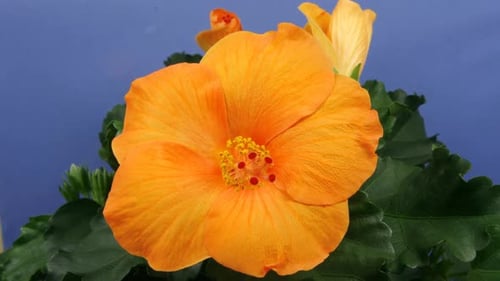 Orange Hibiscus Flower Blooming in Time Lapse