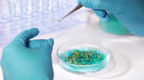Scientist Places Sprout onto Glass Slide