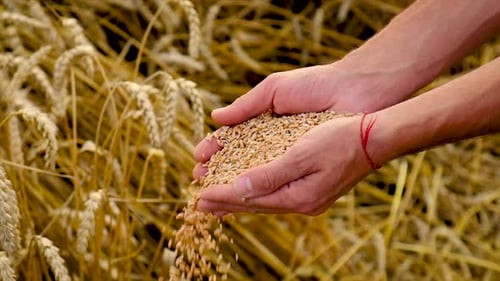 Grains of Wheat Falling from Farmer Hands
