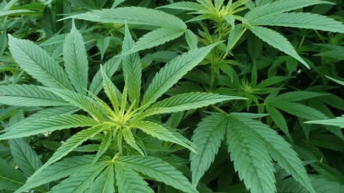 Nahaufnahme von Hanfpflanzen, die anfangen, Blumen zu produzieren. Kommerziell Hanfproduktion ist jetzt legal