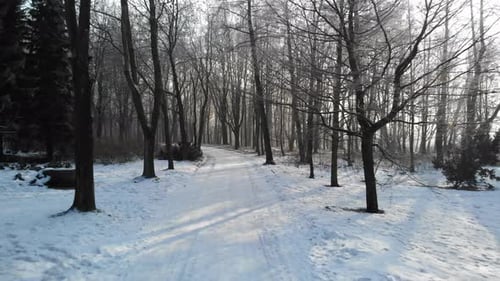 Winterwald an einem sonnigen Tag