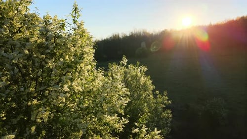Vue aérienne de la forêt verte avec des arbres en fleurs fraîches au début du printemps au coucher du soleil