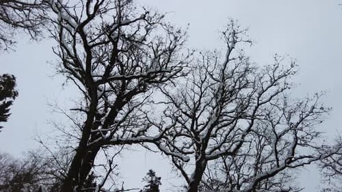 Snow Covered Bare Trees Against Overcast Sky