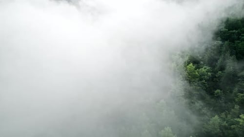Aerial Drone View on Forest in Thick Haze