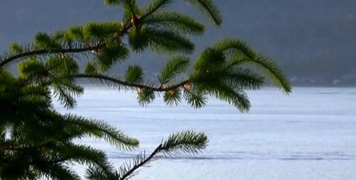 Scenic Ocean View Through Pine Tree Branches