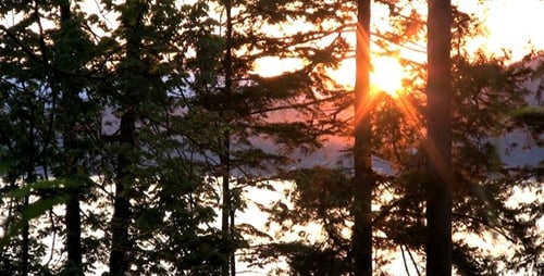 Forest Sunset - Pack 3