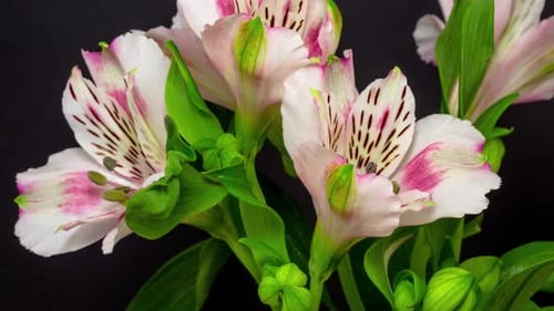 Close Up Footage of Blooming Alstroemeria Flowers