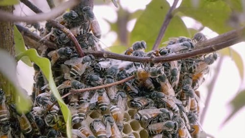 Nahaufnahme einer Bienenkolonie, die über die obere Wabenstruktur schwärmt