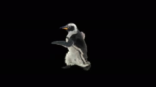 Penguin Dancing 4K