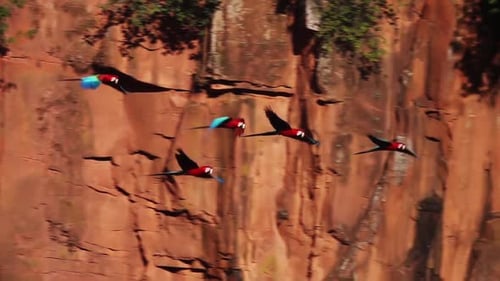 Scarlet Macaws Flying Past Tropical Cliff Face
