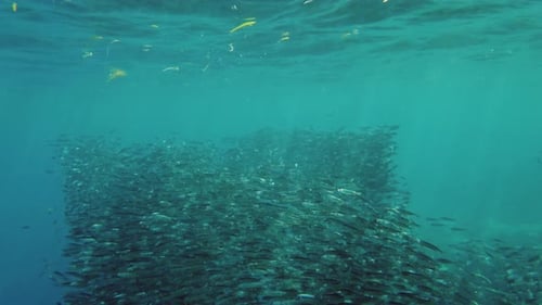 Shoal of Sardines in the Sea