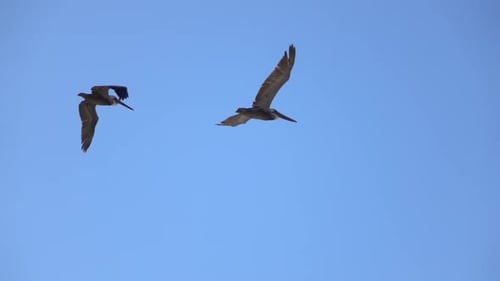 Two Pelicans Soaring in Clear Blue Sky