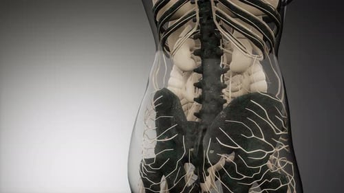 Detailed 3D Human Nervous System and Skeleton Medical Animation