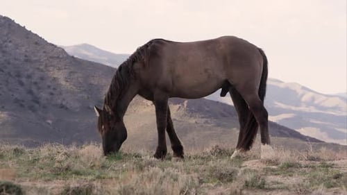 Wild horse grazing on top of hill with rolling hills in the valley behind.